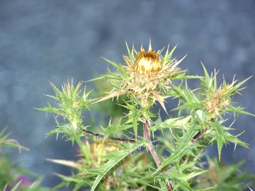 Carlina corymbosa